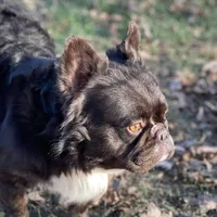 Paddington AKC, a male French Bulldog for sale in Springfield, MO – Photo 1 of 3