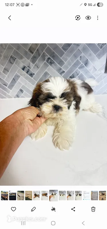Bonnie – Shih Tzu puppy for sale in Springfield, MO
