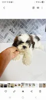 Bonnie, a female Shih Tzu for sale in Springfield, MO – 1 of 2
