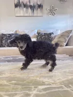 processed/8d9a6b28-e1a9-4671-8d83-5adc0c77550e/listing/0c55a65d-e712-497a-95f9-114db3e933cd/fcfd854c-db0d-4b40-90b8-c23d19b42d0d