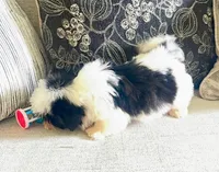 AKC Riker, a male Shih Tzu for sale in Springfield, MO – Photo 2 of 2