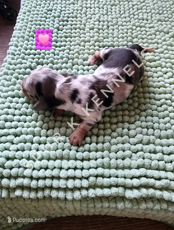 Peppermint patty LH – Miniature Dachshund puppy for sale in Springfield, MO