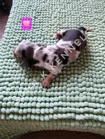 Peppermint patty LH, a female Miniature Dachshund for sale in Springfield, MO – 1 of 2