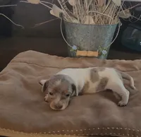 Celeste, a female Miniature Dachshund for sale in Springfield, MO – Photo 1 of 2