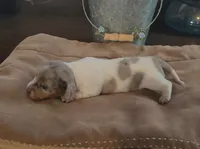 Celeste, a female Miniature Dachshund for sale in Springfield, MO – Photo 2 of 2