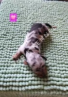 Peppermint patty LH, a female Miniature Dachshund for sale in Springfield, MO – 2 of 2