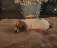 Holly, a female Miniature Dachshund for sale in Springfield, MO – Photo 1 of 2