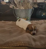 Holly, a female Miniature Dachshund for sale in Springfield, MO – Photo 2 of 2