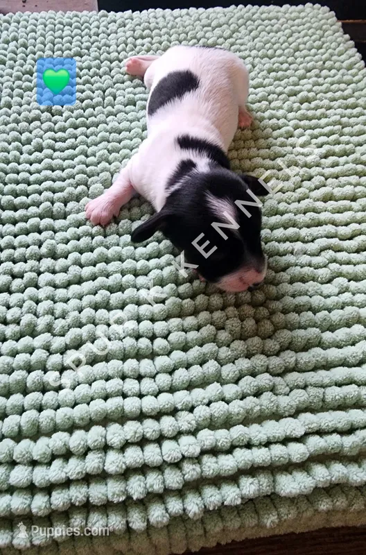 Woodstock LH – Miniature Dachshund puppy for sale in Springfield, MO