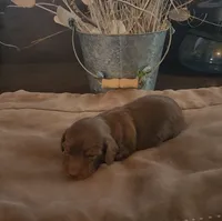 Cocoa, a female Miniature Dachshund for sale in Springfield, MO – Photo 2 of 2