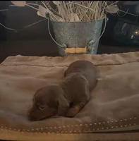 Cocoa, a female Miniature Dachshund for sale in Springfield, MO – Photo 1 of 2