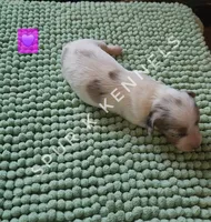 Sally LH, a female Miniature Dachshund for sale in Springfield, MO – 2 of 2