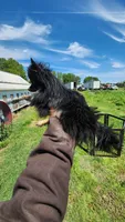 Midge, a female Pomeranian for sale in Springfield, MO – Photo 2 of 2