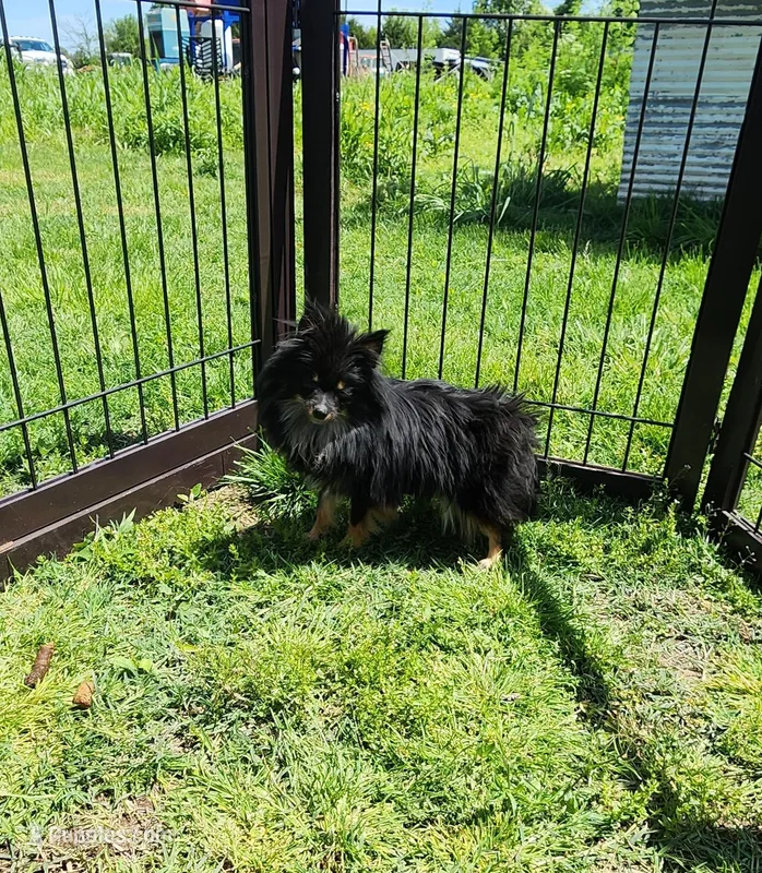 Midge – Pomeranian puppy for sale in Springfield, MO