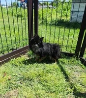 Midge, a female Pomeranian for sale in Springfield, MO – Photo 1 of 2