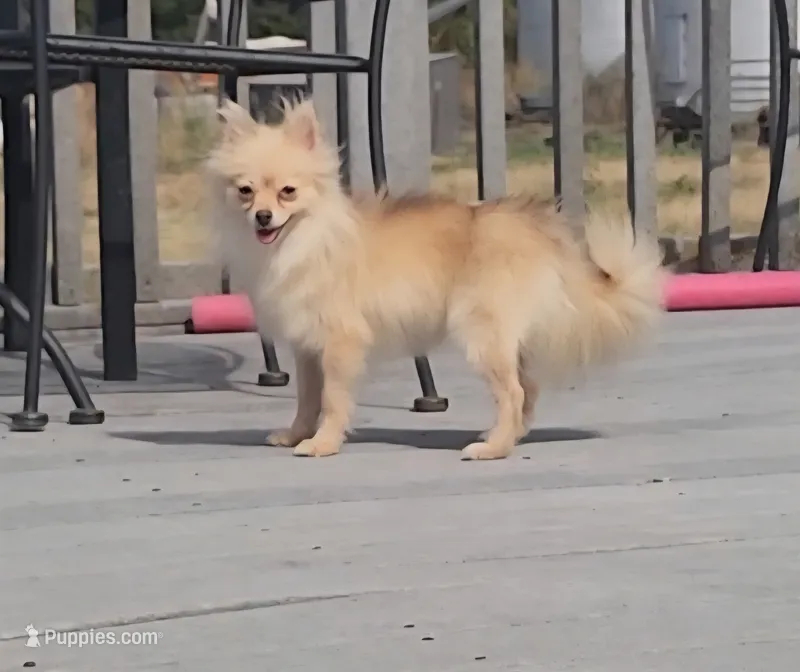 Mia (AKC cream merle) – Pomeranian puppy for sale in Springfield, MO