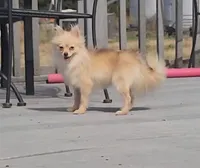 Mia (AKC cream merle), a female Pomeranian for sale in Springfield, MO – 1 of 1