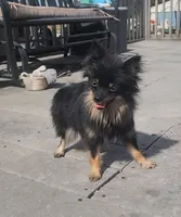 Midge, a female Pomeranian for sale in Springfield, MO – 2 of 3