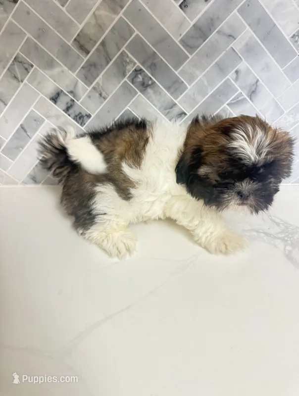 Bella – Shih Tzu puppy for sale in Springfield, MO