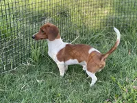 Cami/isabella piebald, a female Miniature Dachshund for sale in Springfield, MO – 4 of 4