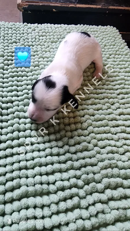 Snoopy LH – Miniature Dachshund puppy for sale in Springfield, MO