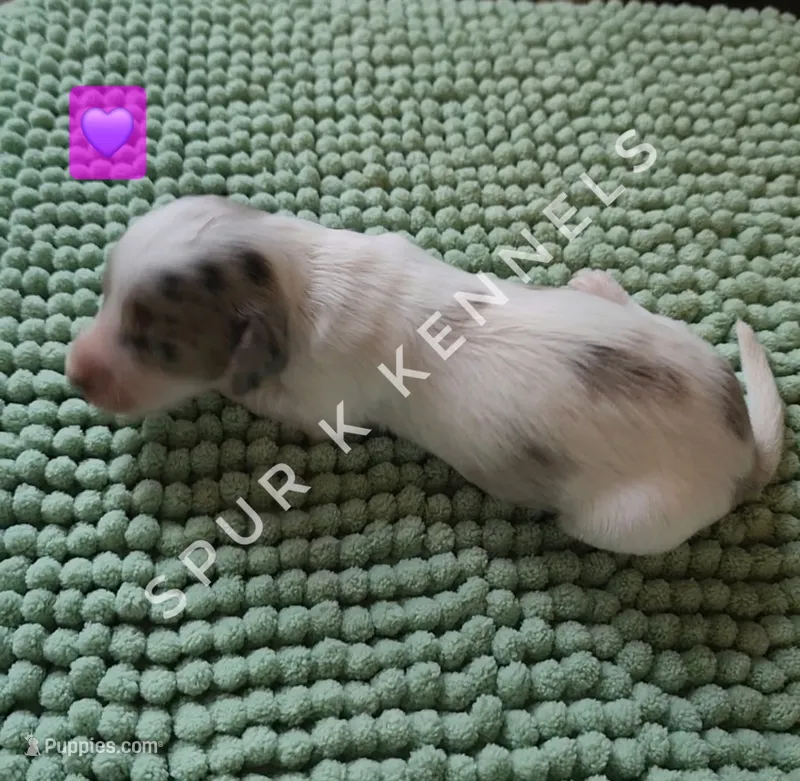 Sally LH – Miniature Dachshund puppy for sale in Springfield, MO