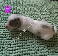 Sally LH, a female Miniature Dachshund for sale in Springfield, MO – 1 of 2