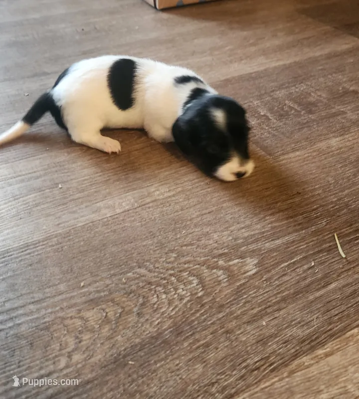 Woodstock LH – Miniature Dachshund puppy for sale in Springfield, MO