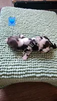 Linus LH, a male Miniature Dachshund for sale in Springfield, MO – 1 of 2