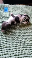 Linus LH, a male Miniature Dachshund for sale in Springfield, MO – 2 of 2