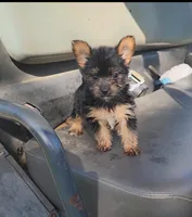 Bunny, a female Yorkshire Terrier for sale in Springfield, MO – Photo 1 of 2