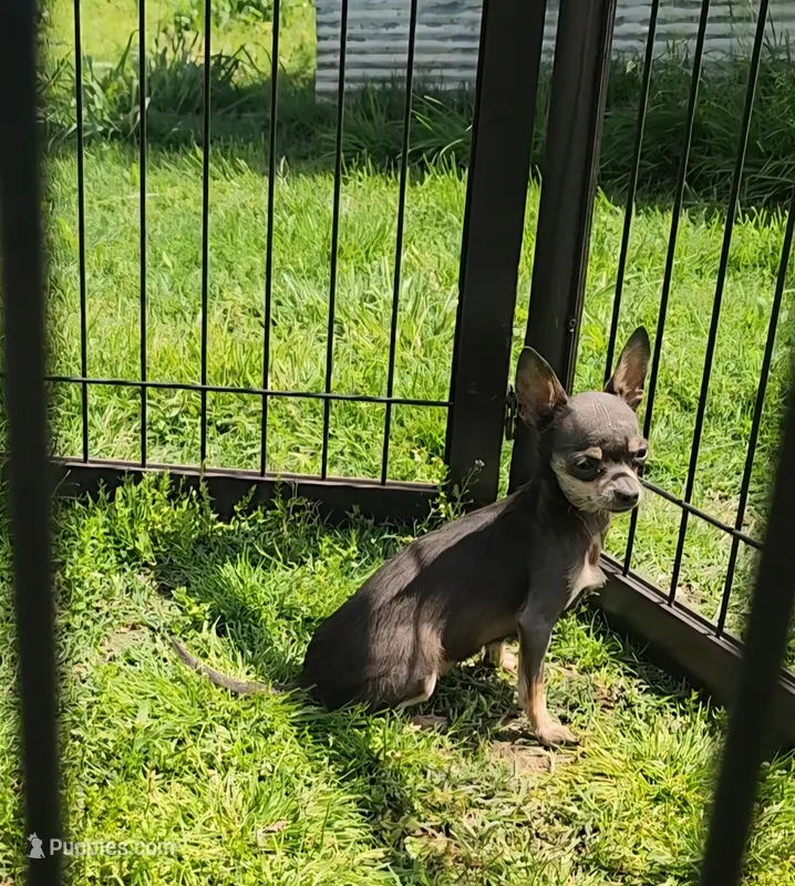 Tiara blue/tan – Chihuahua puppy for sale in Springfield, MO