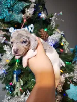 Holly, a female Miniature Dachshund for sale in Springfield, MO – Photo 3 of 4