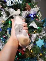 Holly, a female Miniature Dachshund for sale in Springfield, MO – Photo 2 of 4