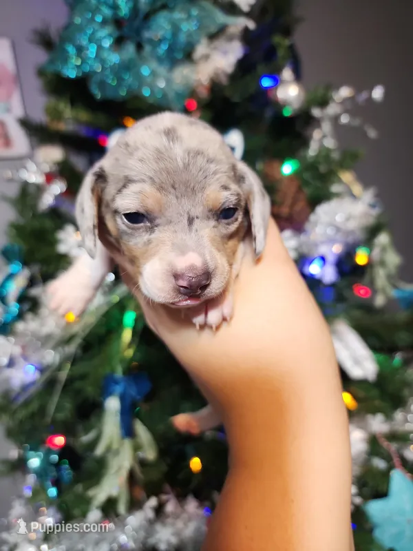 Holly, a female Miniature Dachshund for sale in Springfield, MO – Photo 1 of 4