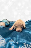 Holly, a female Miniature Dachshund for sale in Springfield, MO – Photo 4 of 4