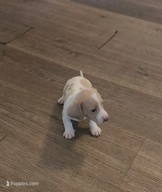 Colton/ Isabella piebald – Miniature Dachshund puppy for sale in Springfield, MO