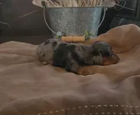 Angel, a female Miniature Dachshund for sale in Springfield, MO – Photo 2 of 2