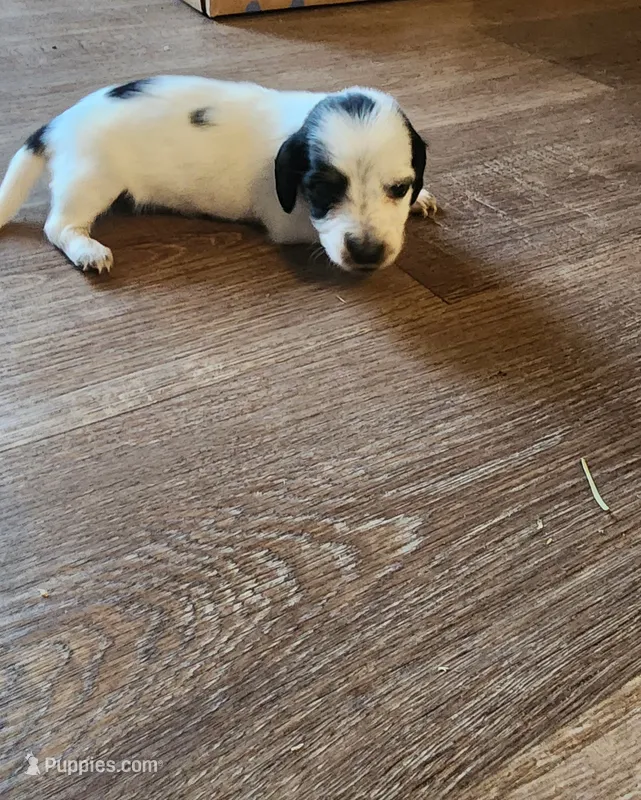 Snoopy LH – Miniature Dachshund puppy for sale in Springfield, MO