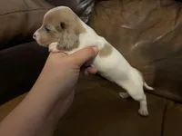 Angel, a female Miniature Dachshund for sale in Springfield, MO – Photo 3 of 4