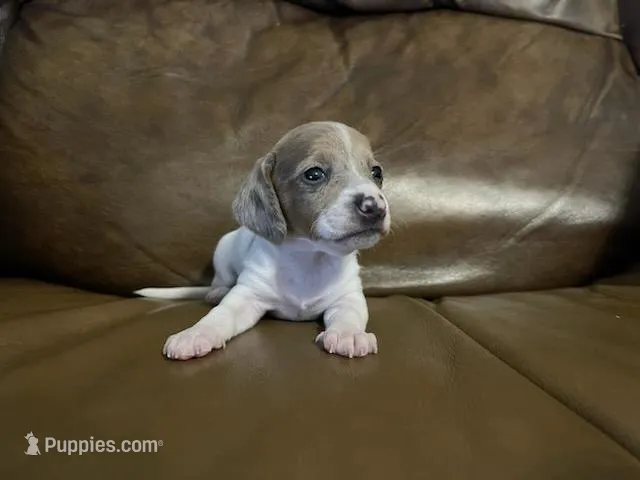 Angel, a female Miniature Dachshund for sale in Springfield, MO – Photo 1 of 4