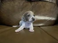 Angel, a female Miniature Dachshund for sale in Springfield, MO – Photo 1 of 4