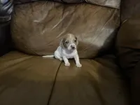 Angel, a female Miniature Dachshund for sale in Springfield, MO – Photo 2 of 4