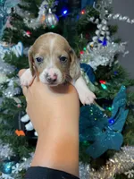 Angel, a female Miniature Dachshund for sale in Springfield, MO – Photo 4 of 4
