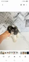 Bella, a female Shih Tzu for sale in Springfield, MO – 2 of 2
