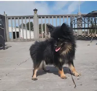 Midge, a female Pomeranian for sale in Springfield, MO – 3 of 3