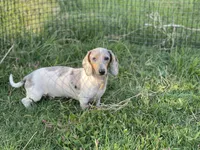 Cami/isabella piebald, a female Miniature Dachshund for sale in Springfield, MO – 3 of 4