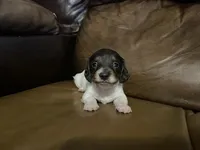 Noel, a female Miniature Dachshund for sale in Springfield, MO – Photo 2 of 4