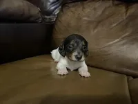 Noel, a female Miniature Dachshund for sale in Springfield, MO – Photo 1 of 4