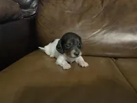 Noel, a female Miniature Dachshund for sale in Springfield, MO – Photo 3 of 4